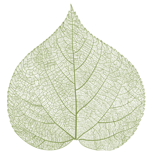 Leaf-5-main-green