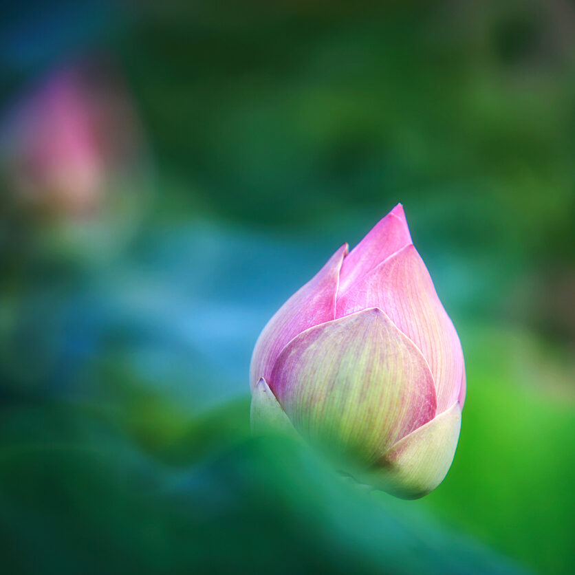 Beautiful pink lotus bud in lotus pond. Close-up
